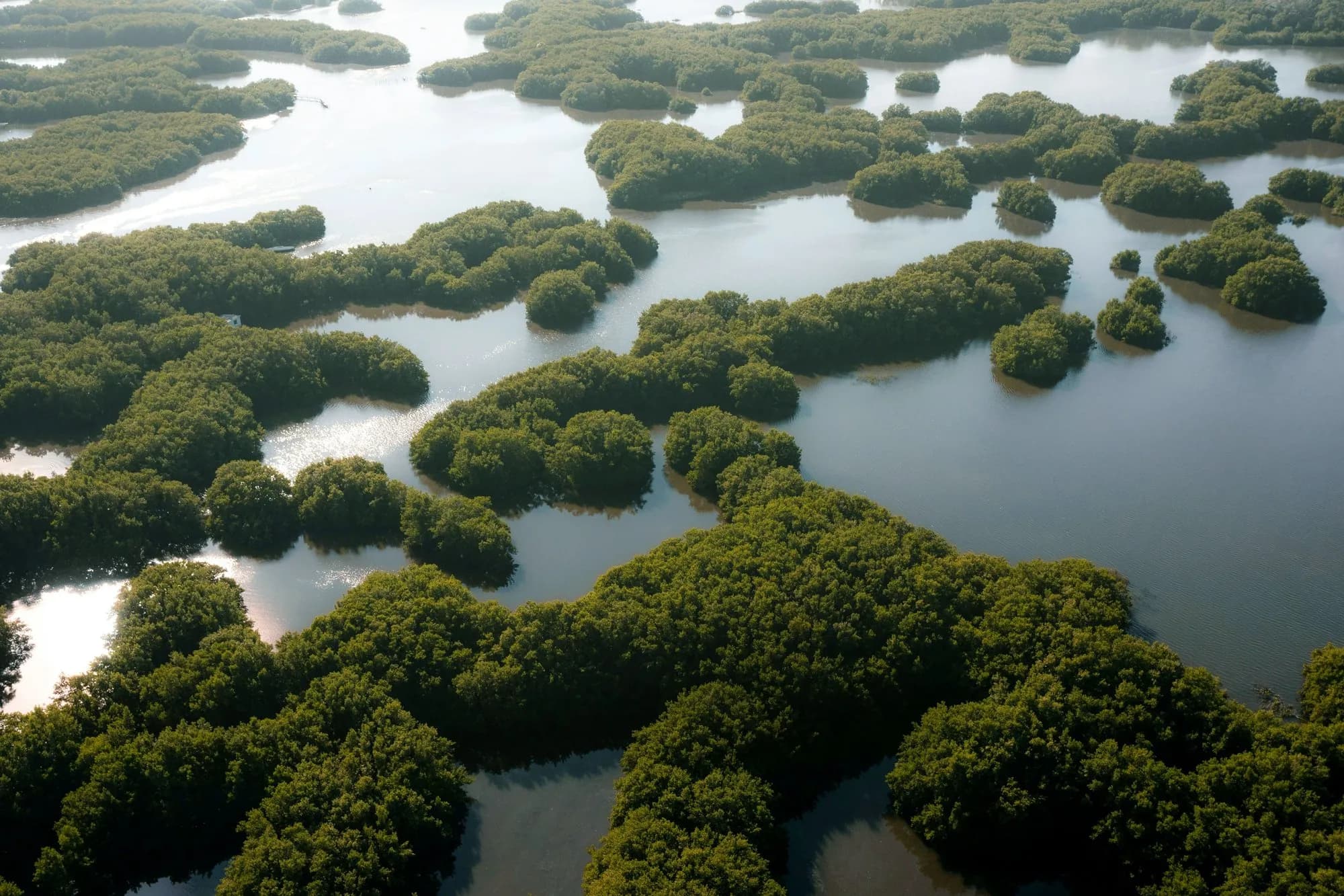 Farasan Islands & Al Qandal Mangrove Forest