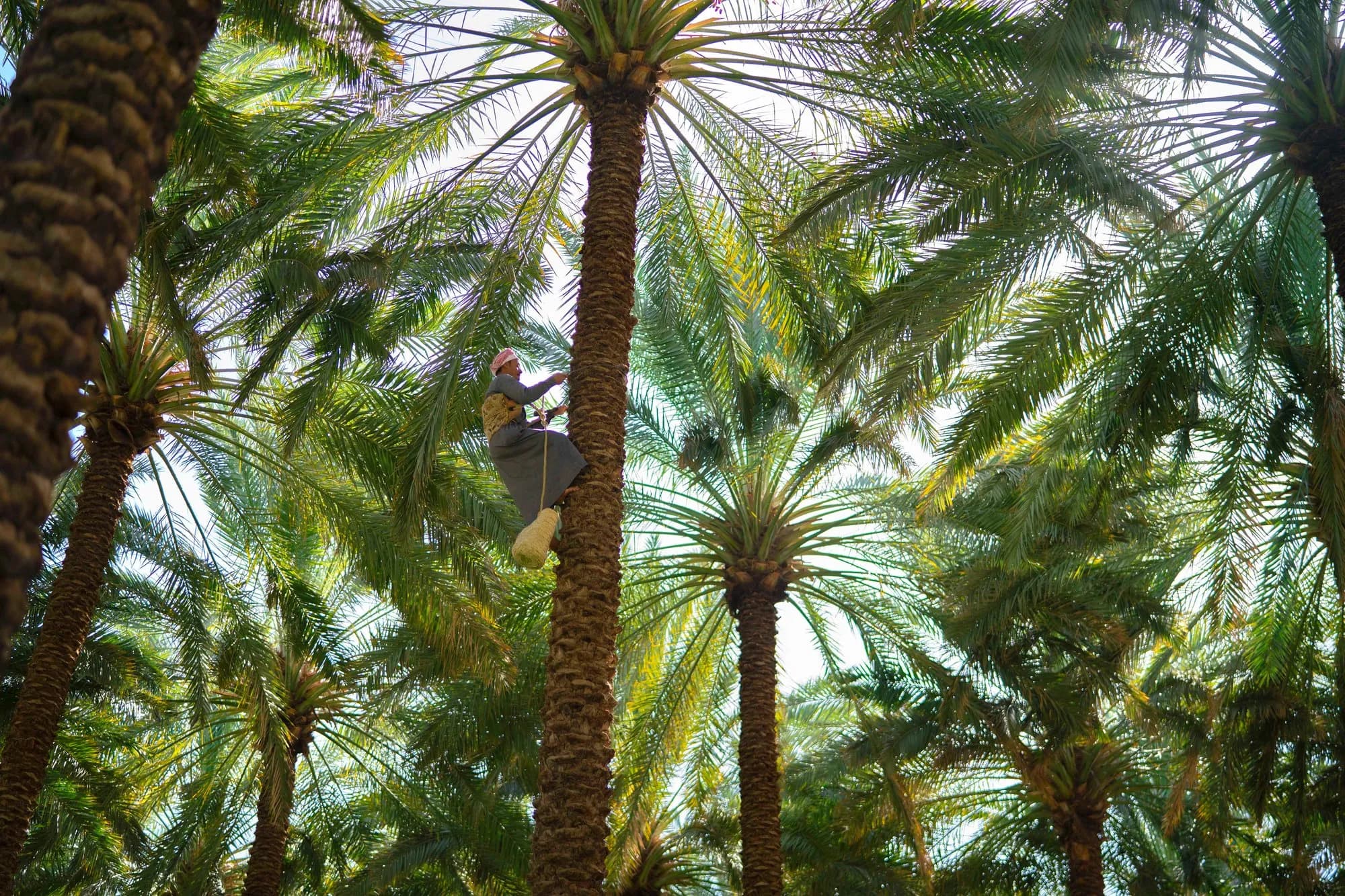 Al-Qassim in 2 Days: Dates, Souqs & Farms